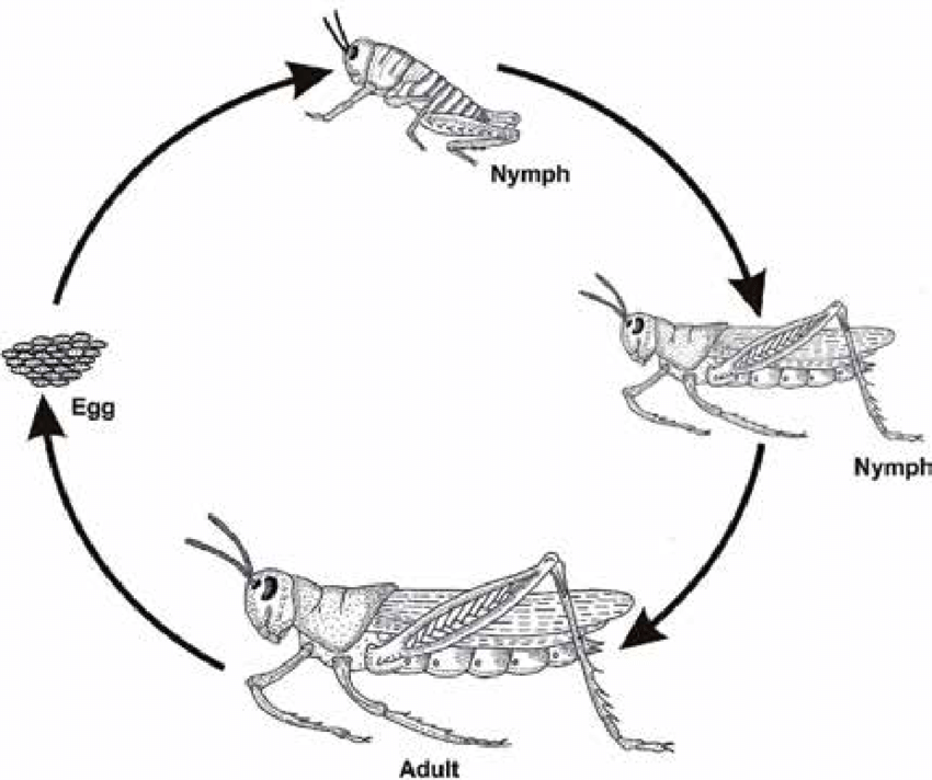 Grasshopper life cycle diagram